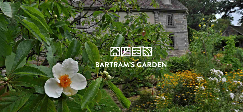 Blooming Franklinia in front of the Bartram house, overlaid with the Bartram's Garden logo in white.